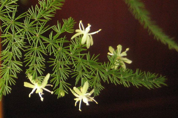 文竹開(kāi)花是好兆頭嗎，象征好運(yùn)來(lái)臨生活幸福