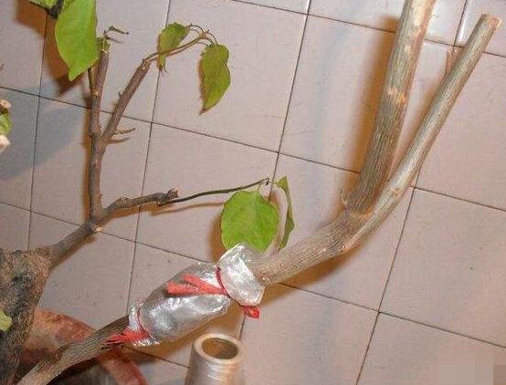 三角梅的繁殖方法，盤點三種常見繁殖方法(扦插/高壓/播種)