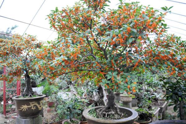 桂花樹怎么修剪，4步即可完成桂花樹的修剪