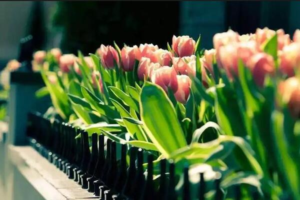康乃馨花期怎么養(yǎng)，花期養(yǎng)護的5大要點