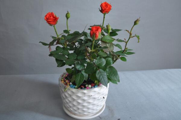 月季花品種介紹，最為主要的5個品種