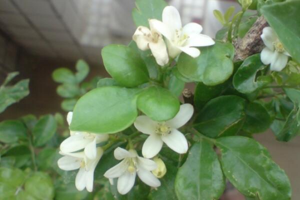 怎么讓九里香開花，5個(gè)要點(diǎn)可讓它的花開得更旺、更久