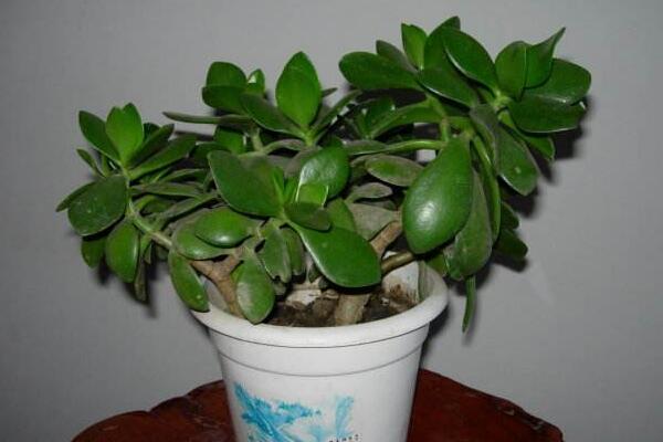 玉樹(shù)掉葉子是什么原因，五種原因以及處理方法