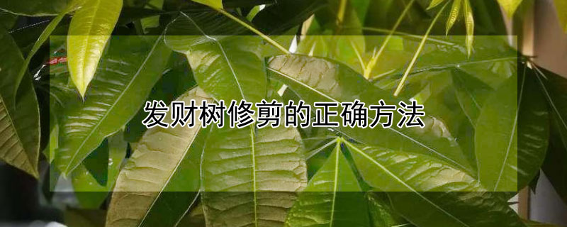 發(fā)財(cái)樹修剪的正確方法