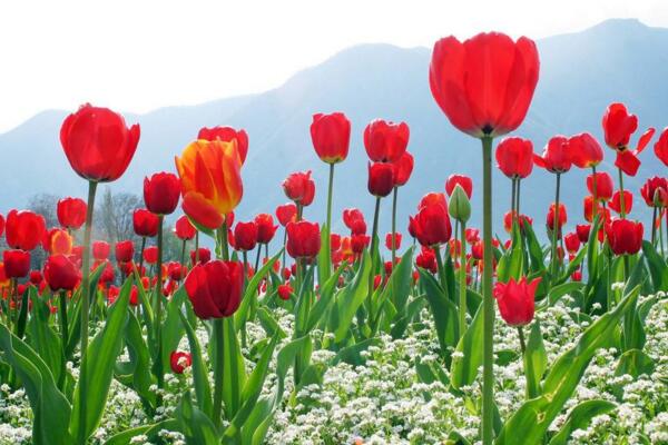 郁金香花語(yǔ)，不同顏色的郁金香花語(yǔ)不同