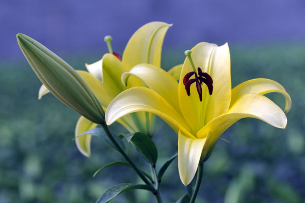 百合花花語(yǔ)