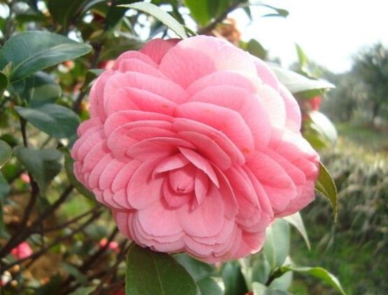 家里為什么不能養(yǎng)茶花，寓意對(duì)家人和自己不好(兇兆)