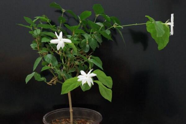 茉莉花葉子發(fā)黑怎么回事，最常見3種原因及處理方法