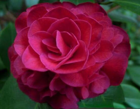家里為什么不能養(yǎng)茶花，寓意對(duì)家人和自己不好(兇兆)