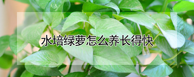 水培綠蘿怎么養(yǎng)長得快