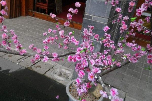盆栽桃花的養(yǎng)護方法，首先要保證盆土的適宜