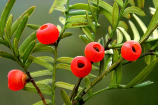 家里養(yǎng)紅豆杉吉利嗎，代表健康、長(zhǎng)壽和不朽