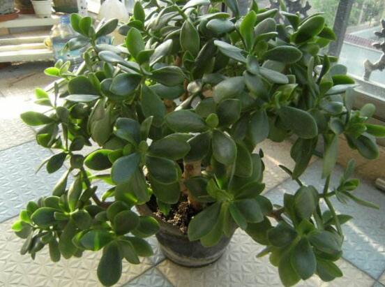 盆栽玉樹(shù)怎么養(yǎng)護(hù)，老農(nóng)總結(jié)七大養(yǎng)護(hù)方法