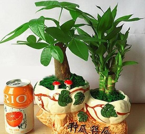 發(fā)財(cái)樹會(huì)開花嗎，發(fā)財(cái)樹開花什么寓意/發(fā)大財(cái)