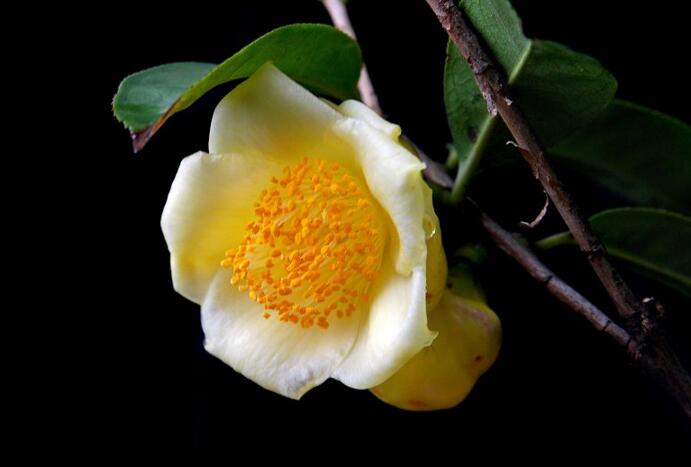 金茶花的養(yǎng)殖方法，三種方法讓金茶花長(zhǎng)勢(shì)喜人