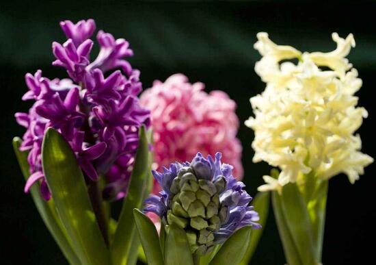 風信子什么時候開花，風信子開花后怎么處理