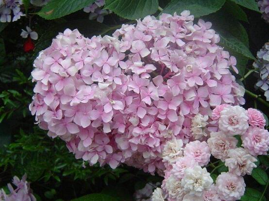 繡球花幾月扦插，二月萌芽扦插最佳
