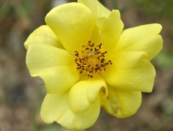 薔薇花什么時(shí)候種植，薔薇花幾月種植