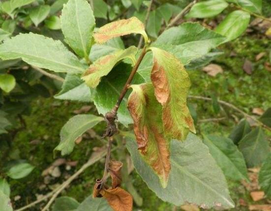 山茶花的病蟲害防治，盤點四種病蟲害防治方法