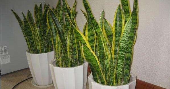 虎皮蘭爛根了怎么辦，虎皮蘭爛根的處理方法