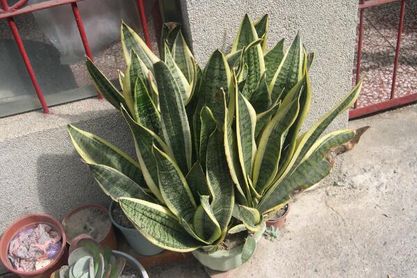 虎皮蘭冬天的養(yǎng)殖方法，保證環(huán)境溫度不低于10℃