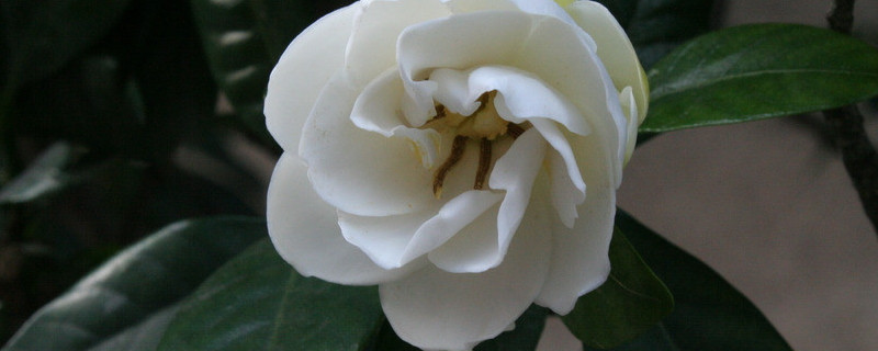 梔子花用什么土養(yǎng)比較好