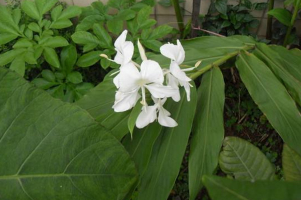 姜花的花語是什么，將記憶永遠留在夏天