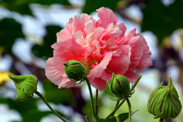 芙蓉花什么時(shí)候種植存活率高