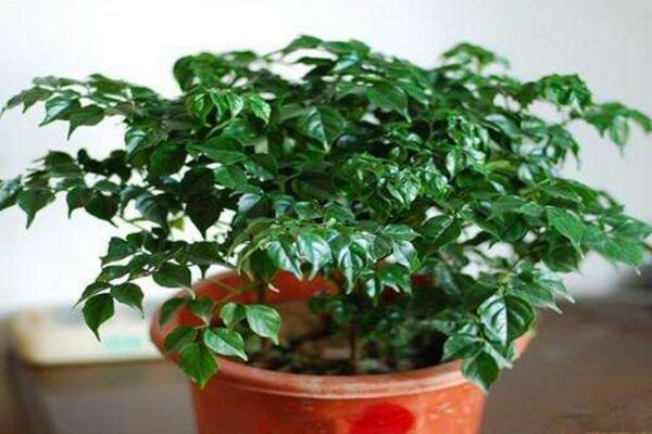 幸福樹掉葉子怎么挽救，從以下5個(gè)方面分析