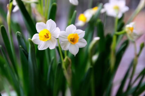 水仙花怎么養(yǎng)殖方法