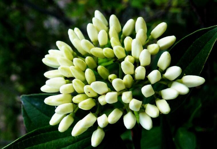 九里香幾月份開花，生長環(huán)境不同花期也不一樣