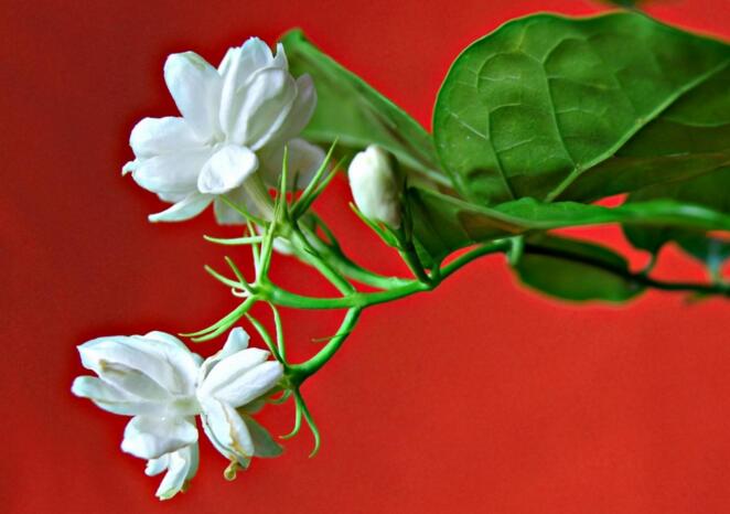 茉莉的養(yǎng)殖方法和注意事項(xiàng)，過多的澆水會(huì)導(dǎo)致茉莉死亡