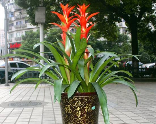 鴻運當(dāng)頭多少錢一盆（160元），鴻運當(dāng)頭花圖片大全