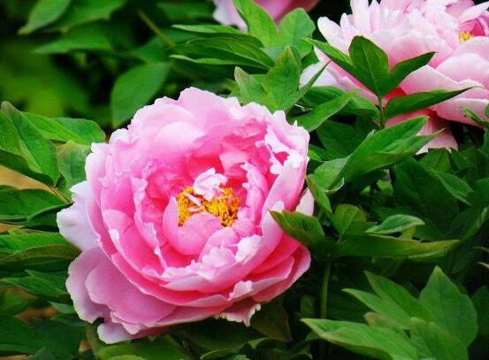 牡丹花花期，牡丹花的花期4-5月份(綻放十天)