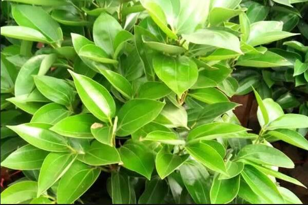 平安樹葉子發(fā)黃掉落，找到原因及時(shí)處理