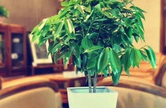 平安樹圖片，平安樹開花圖片