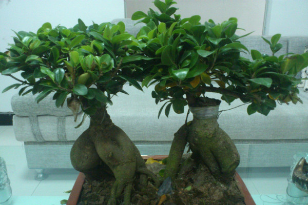 榕樹的養(yǎng)殖方法和注意事項(xiàng)，保證修剪工作和優(yōu)質(zhì)通風(fēng)性