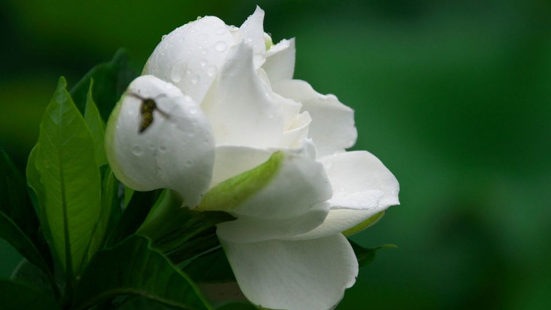 枝枝花的養(yǎng)殖方法和注意事項(xiàng)