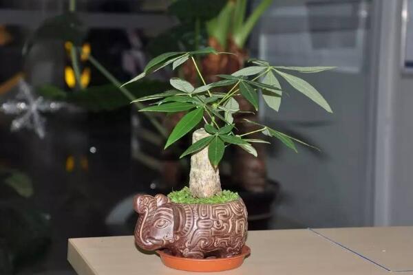養(yǎng)發(fā)財(cái)樹(shù)注意事項(xiàng)，做好這五點(diǎn)即可枝繁葉茂