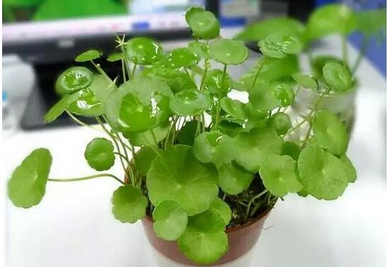 銅錢草怎么養(yǎng)比較茂盛，銅錢草的養(yǎng)殖方法