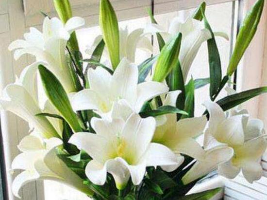 百合花怎么養(yǎng)，百合花的養(yǎng)殖方法和注意事項(xiàng)