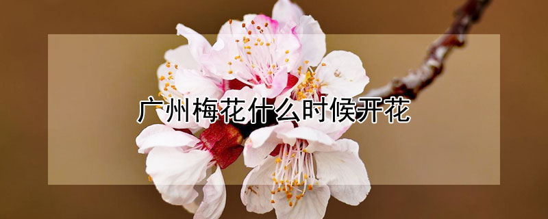 廣州梅花什么時(shí)候開(kāi)花