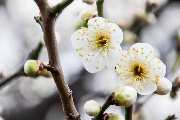 梅花冬天開(kāi)花的原因