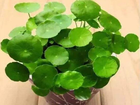 銅錢草的風水作用是什么，銅錢草的功效與作用