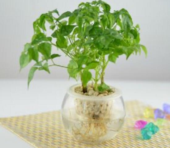幸福樹(shù)可以水培嗎，幸福樹(shù)的水培方法