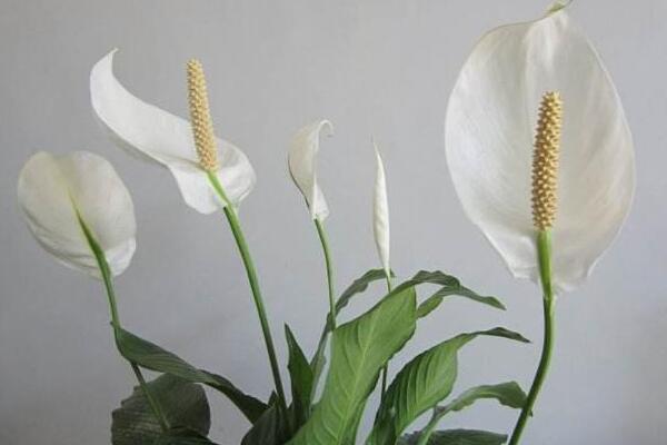 白掌和一帆風(fēng)順是一種花嗎，是同一種植物沒區(qū)別