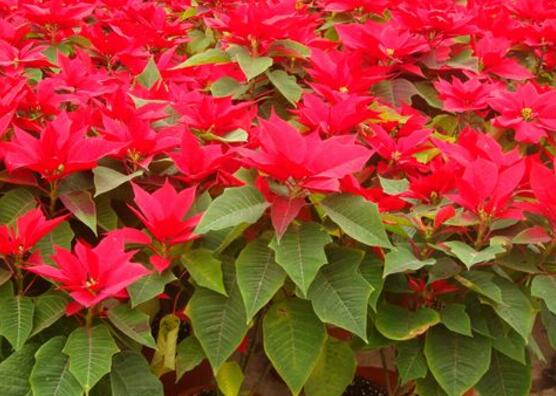 一品紅怎么養(yǎng)，一品紅養(yǎng)殖方法