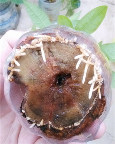發(fā)財樹根部腐爛后改水培方法圖解