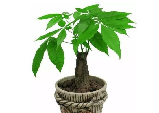 養(yǎng)發(fā)財(cái)樹(shù)有什么好處，發(fā)財(cái)樹(shù)的功效與作用