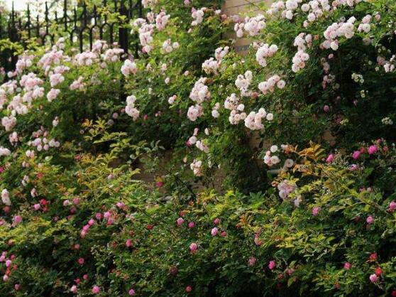 薔薇花花期，薔薇花在哪個季節(jié)開